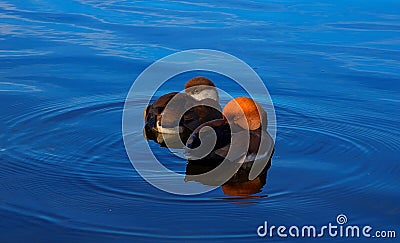 Two beautiful ducks on vacation Stock Photo