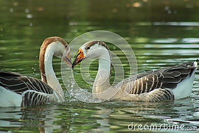 Two beautiful ducks on water Stock Photo