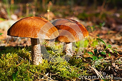 Two beautiful edible mushrooms on green moss background grow in pine forest close up, boletus edulis, brown cap boletus, penny bun Stock Photo