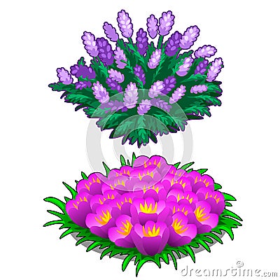 Two beautiful flower beds pink and purple color Vector Illustration