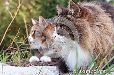 Two beautiful fluffy cats in a row. closeup profile view. the cat on the left is a norwegian forest cat. Stock Photo