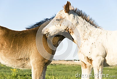 Two beautiful foals Stock Photo