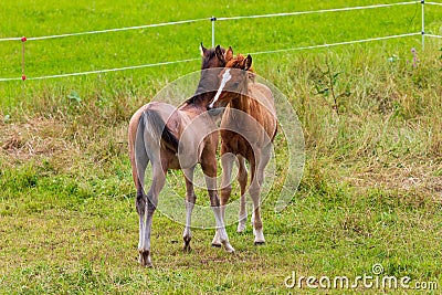 Two beautiful foals playing in green meadow. Stock Photo