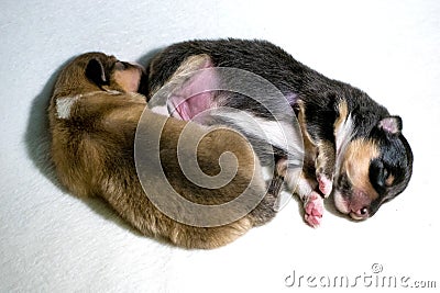 Two beautiful fresh sheltie puppys Stock Photo