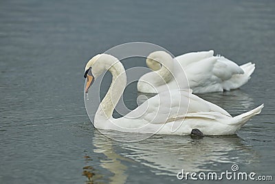 Two beautiful graceful white wild swans on the pond lake. Tsaritsino city park pond swans. Graceful swans couple. Wild white swans Stock Photo