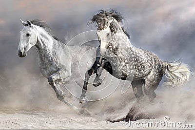 Horse herd in motion Stock Photo