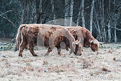 Highland Cattle grazing on Forest Meadow Stock Photo