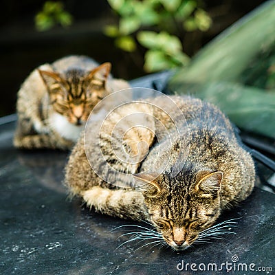Two beautiful homeless cats lie and sleep in dirty car with traces of their paws. Stock Photo