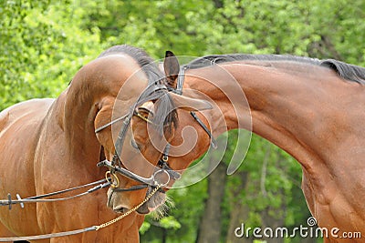 Two beautiful horses Stock Photo