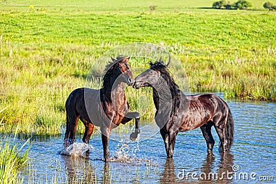 Two beautiful horses Stock Photo