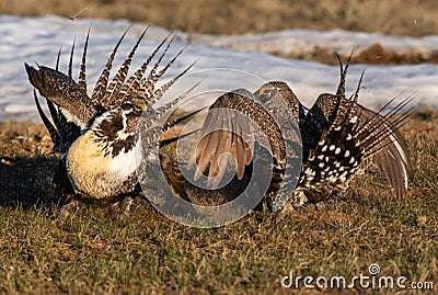 Greater Sage-grouse Square Off at a Breeding Lek Stock Photo