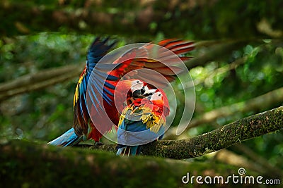 Two beautiful parrot on tree branch in nature habitat. Green habitat. Pair of big parrot Scarlet Macaw, Ara macao, two birds sitti Stock Photo