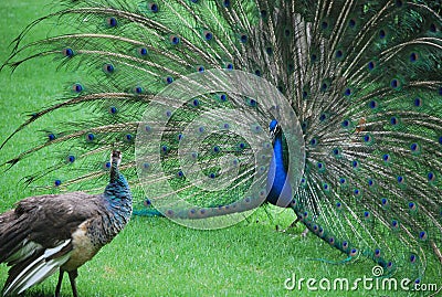 Couple of peacocks in the parc in Mexico City Stock Photo