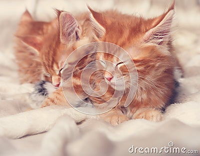 Two beautiful red solid maine coon kittens lying on the blanket Stock Photo