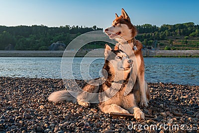 Two beautiful Siberian husky rest side by side on the shore. Formal portrait on the background of summer beach. Stock Photo