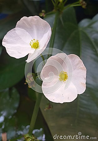 Two beautiful white colour flowers Stock Photo