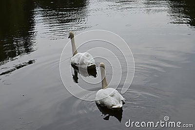 Two white swans swimming on the lake Stock Photo