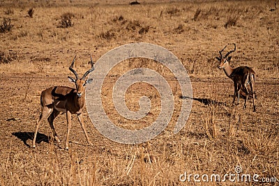 Two beautiful wild impalas male stand in the savannah and look at the camera Stock Photo