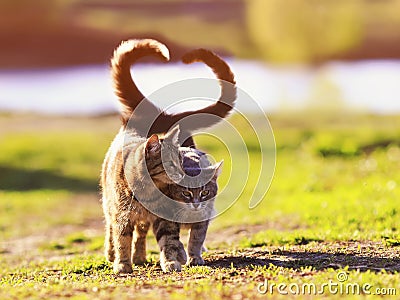 two young cats walk in a Sunny meadow on a spring day raising their tails and wrapping them in the shape of a heart Stock Photo