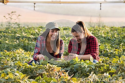 Two beautiful and young farmer girls examining crop of soy bean Stock Photo