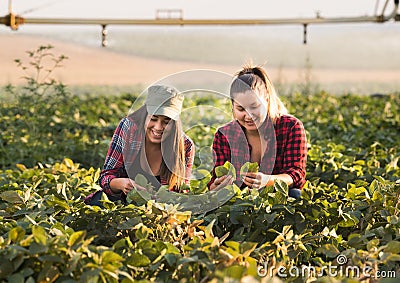 Two beautiful and young farmer girls examining crop of soy bean Stock Photo