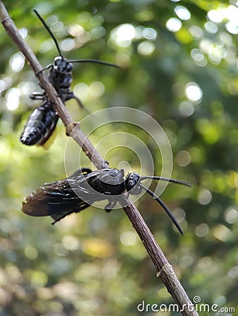 Two beautifull black wild insect flies resting in opposite directions on a twig. Stock Photo