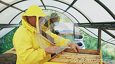 Two beekeepers checking frames and harvesting honey while working in apiary on summer day Stock Photo