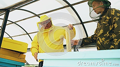 Two beekeepers checking frames and harvesting honey while working in apiary on summer day Stock Photo