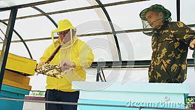 Two beekeepers checking frames and harvesting honey while working in apiary on summer day Stock Photo