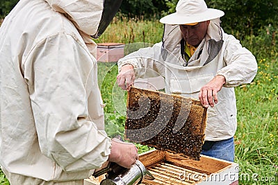 Two beekeepers checking the hive using a smoker and examines removed brood frame Editorial Stock Photo