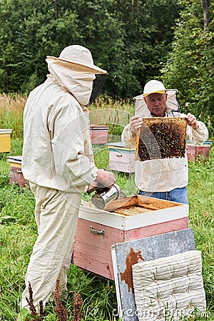 Two beekeepers checking the hive using a smoker and examines removed brood frame Editorial Stock Photo