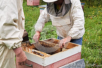 Two beekeepers checking the hive using a smoker and extracts the brood frame Editorial Stock Photo