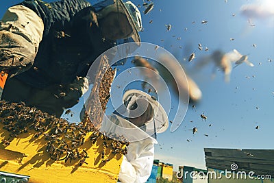 Two beekeepers checking the honeycomb of a beehive Stock Photo