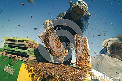 Two beekeepers checking the honeycomb of a beehive Stock Photo