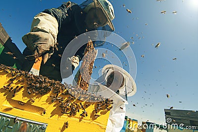 Two beekeepers checking the honeycomb of a beehive Stock Photo