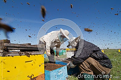 Two beekeepers checking the honeycomb of a beehive Stock Photo