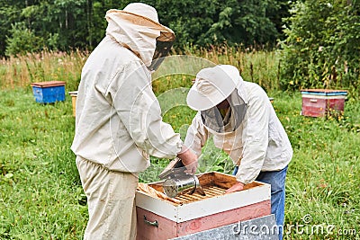 Two beekeepers cheking the hive using a smoker and removing the top cover Editorial Stock Photo