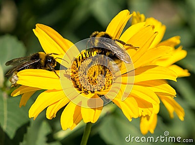 Two bees collects pollen from yellow flowers perennial aster Stock Photo