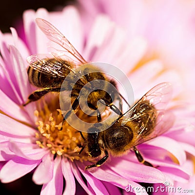 Two bees on one flower pollination Stock Photo