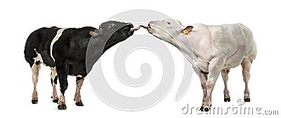 Two Belgian blue bull licking Stock Photo