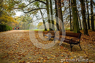 Two Benches in Rainy Day on Autumn Stock Photo
