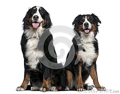 Two Bernese mountain dogs Stock Photo