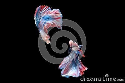 Two betta siamese fighting fish Double tail grizzle in blue white red color Stock Photo