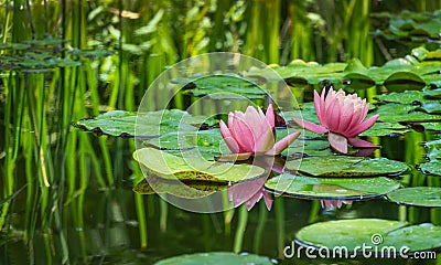 Two big amazing bright pink water lilies, lotus flowers Perry`s Orange Sunset in garden pond. Beautiful nympheas reflected in wate Stock Photo
