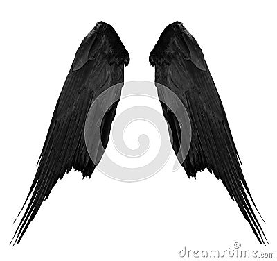 Two big black raven wings with big feathers isolated on white background Stock Photo