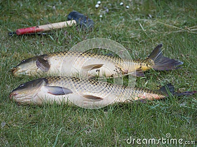 Two big close up fresh live wild common carp or European carp, Cyprinus carpio on the grass. Raw freshwater fish catch Stock Photo