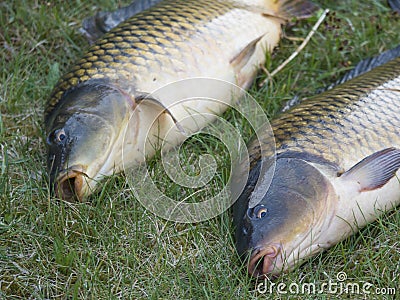 Two big close up fresh live wild common carp or European carp, Cyprinus carpio on the grass. Raw freshwater fish catch Stock Photo