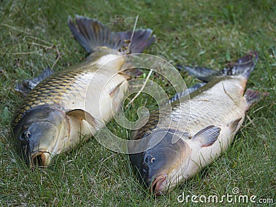Two big close up fresh live wild common carp or European carp, Cyprinus carpio on the grass. Raw freshwater fish catch Stock Photo