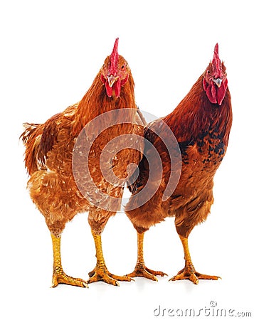 Two big cocks Stock Photo