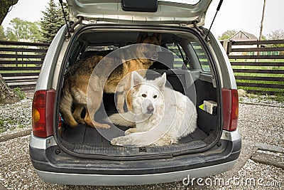 Two big dogs in the car. Travel with a dog in the trunk. Stock Photo